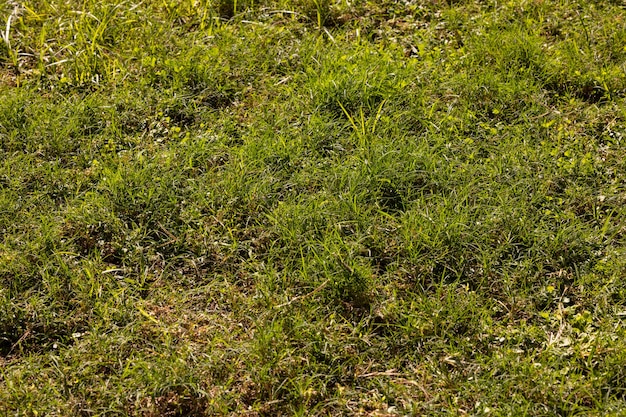 Grünes Grasfeld in einem Garten