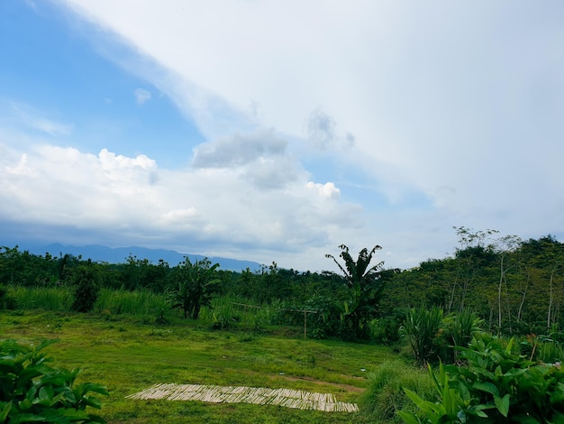 Grünes Grasland unter blauem Himmel und bewölkt Und es gibt Sonnenschein