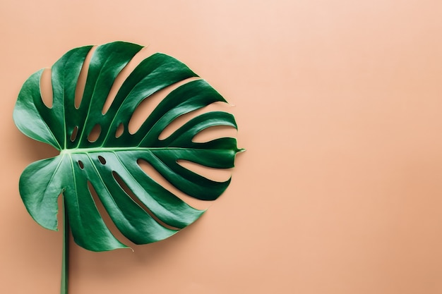 Grünes grünes Blatt der Monstera auf beigem Hintergrund. Hochwertiges Foto