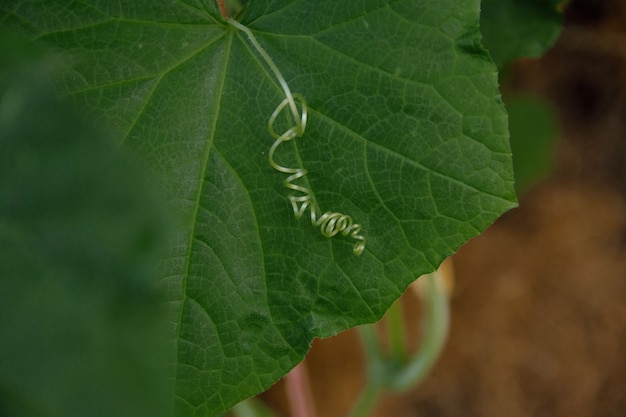 Foto grünes gurkenblatt im sommer im garten