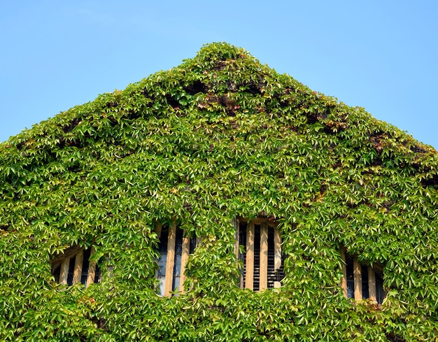 Grünes Haus verlassen