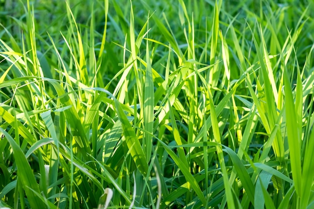 Grünes hohes Gras Hintergrundtextur Frühling Sommersaison Sonnenlicht Schönwetter heller Tag