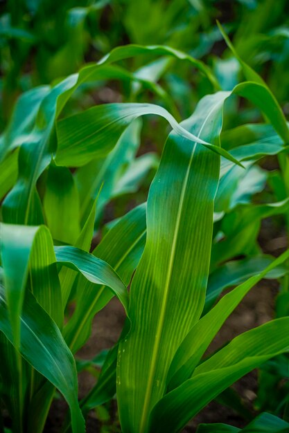 Grünes Jowar- oder Sorghum-Landwirtschaftsfeld.