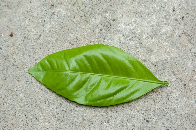 Grünes junges Blatt des Mandarinenbaums auf konkretem Hintergrund