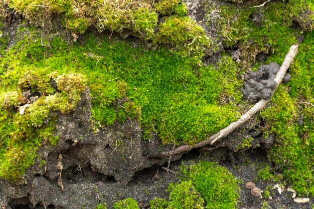 Foto grünes junges moos in der natur schönes gras wächst im wald der boden ist mit dichten pflanzen bedeckt