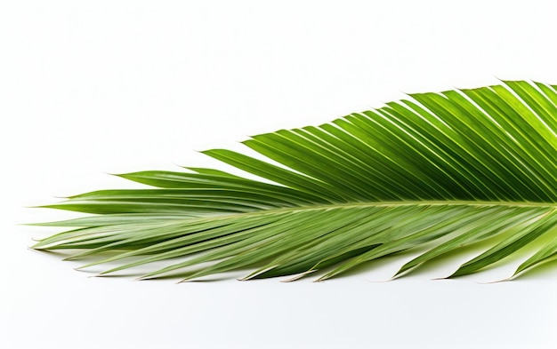 Grünes Kokosnussblatt auf weißem Hintergrund