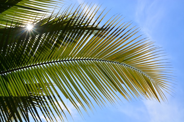 grünes Kokosnussblatt mit Himmelhintergrund