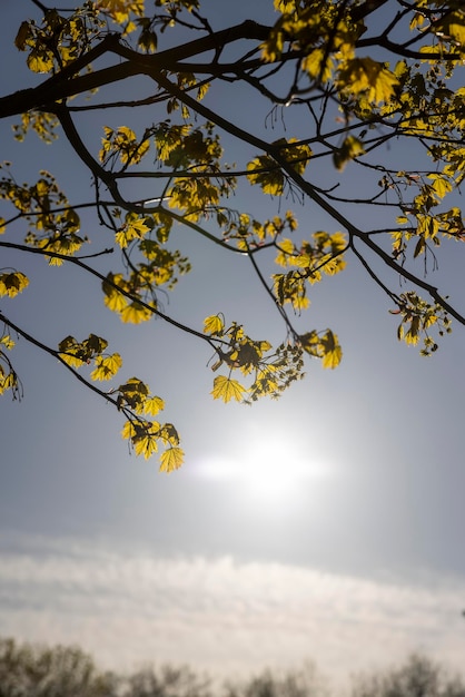 Grünes Laub an einem Ahornbaum im Frühling. Im Frühling blühen schöne grün gefärbte Blätter an Ahornbäumen