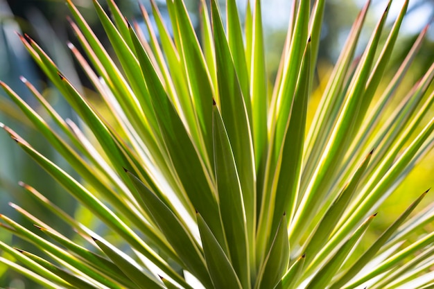 Grünes Laub der Yucca-Pflanze Yucca gloriosa oder spanischer Dolch Nahaufnahme