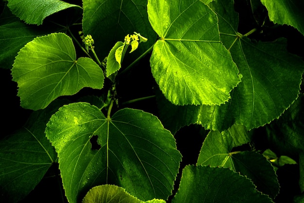 Grünes Laub Makro Natur Hintergrund