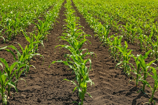 Grünes Maisfeld als Hintergrund, Platz für Text. Landwirtschaft