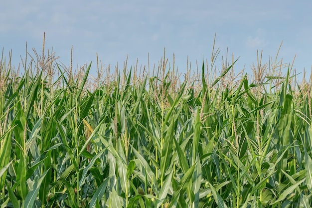 Grünes Maisfeld, das in Ackerland aufwächst