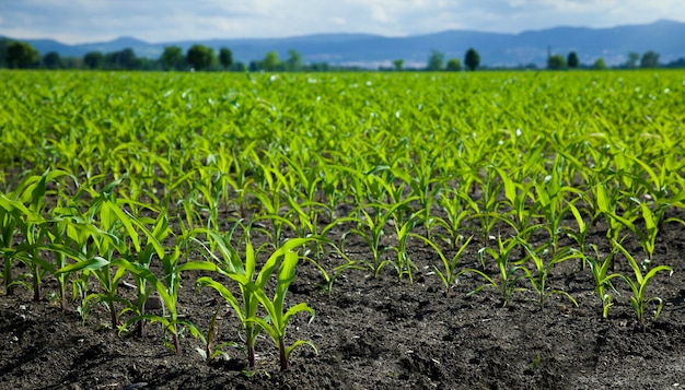 Grünes Maisfeld im Sonnenlicht Junge Maispflanzen Maissämling in landwirtschaftlichem Betrieb