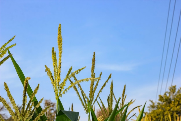 Grünes Maisfeld mit blauem Himmel im Hintergrund.