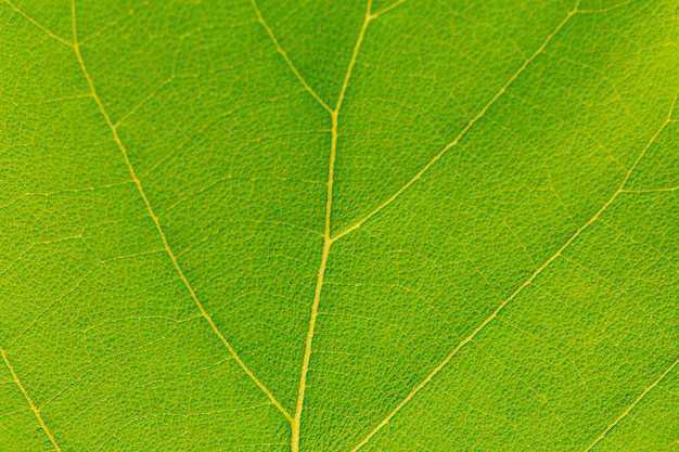 Grünes Makroblatt, grüner Blatthintergrund. Blattbeschaffenheit, Hintergrundbeschaffenheit grünes Blattstrukturmakro