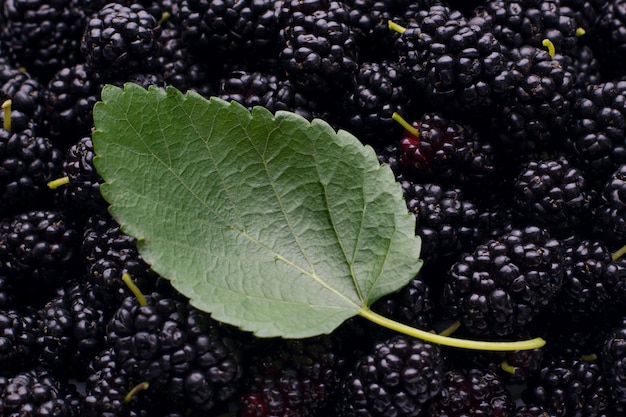 Grünes Maulbeerblatt legt auf reife dunkle saftige Maulbeeren