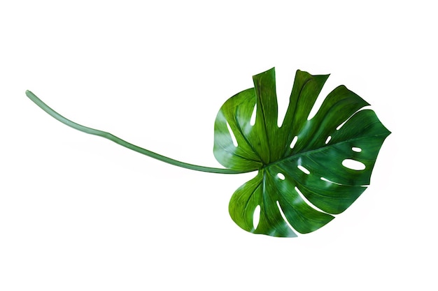 Grünes Monstera-Blatt isoliert auf weißem Hintergrund Tropische Pflanze, die in der Wohnkultur beliebt ist