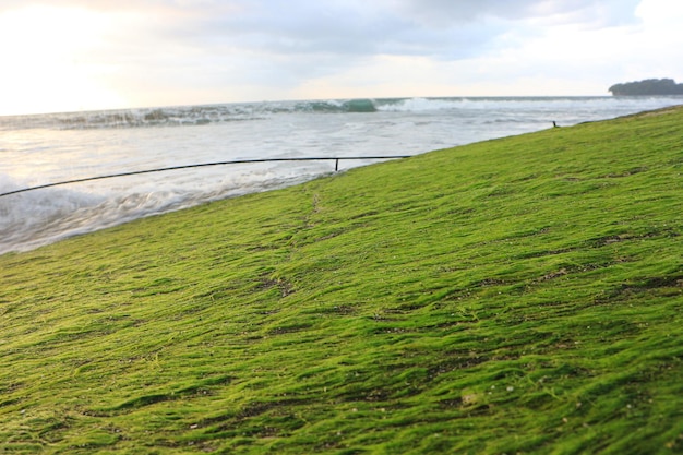 grünes Moos am Strand. mit Blick auf den Sonnenaufgang und die Meereswellen