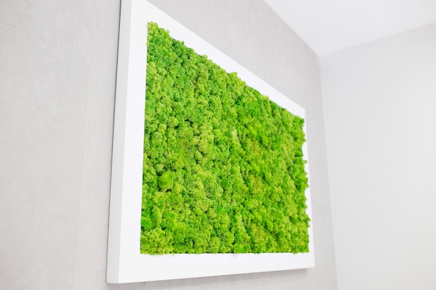 Grünes Moos an der Wand in Form eines Bildes. Schöner weißer Rahmen für ein Bild. Ökologie.
