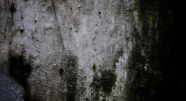 grünes Moos auf dem Baum