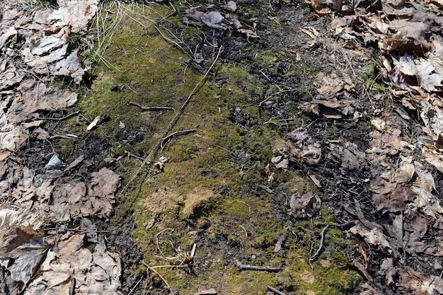 Grünes Moos auf dem Boden mit trockenen Blättern, isoliert aus nächster Nähe