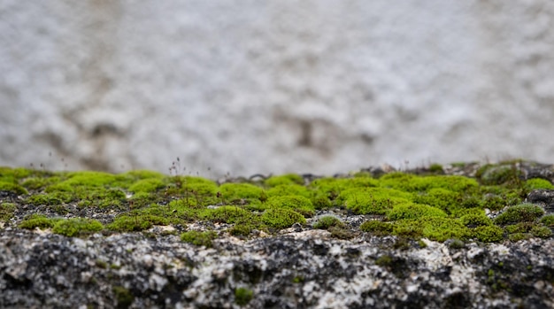 Grünes Moos auf dem Boden Moos Nahaufnahme Makro Blur Hintergrund kopieren