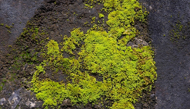 Grünes Moos auf dem Stein für natürlichen Hintergrund
