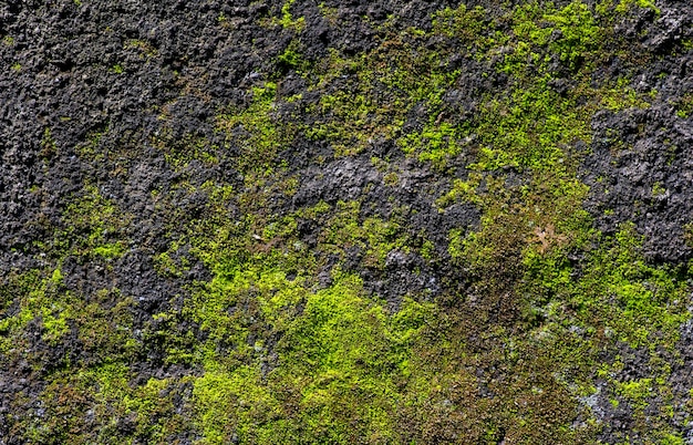 Grünes Moos auf dem Stein im flachen Fokus Computerhintergrund und -tapete