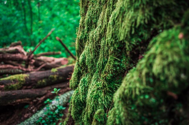 Grünes Moos auf der Baumrinde im Wald Nahaufnahmefoto mit Bokeh