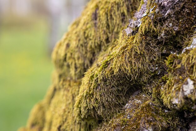 Foto grünes moos auf der rinde eines baumes im wald selektive fokussierung