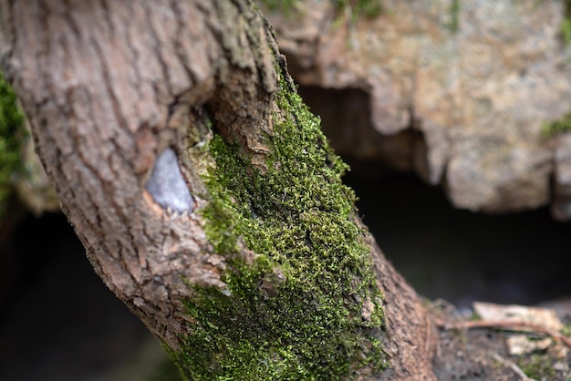 Grünes Moos auf einem Baum