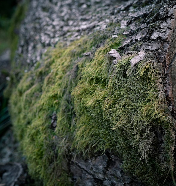 Grünes Moos auf einem Baum