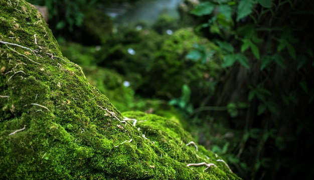 Grünes Moos auf Stein am Regenwald