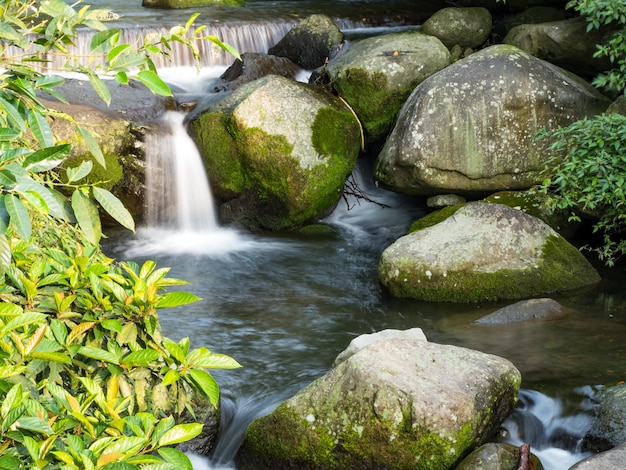 Grünes Moos auf Steinen an einem Fluss im sehr grünen Wald mit kleinem Wasserfall