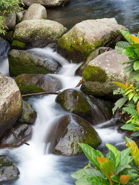 Grünes Moos auf Steinen an einem Fluss im sehr grünen Wald mit kleinem Wasserfall