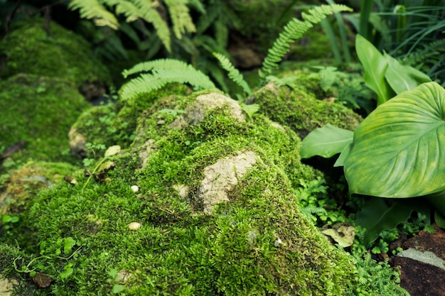 Grünes Moos bedeckt Steine und auf dem Boden im Wald