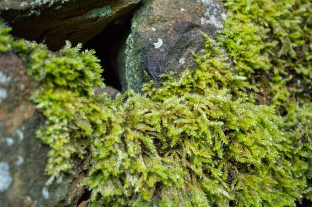 Grünes Moos bedeckte Steinmauer