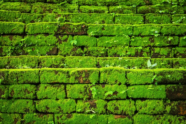 Grünes Moos, das auf alter Backsteinmauer, immergrünes Grünmoos am ursprünglichen Wald wächst, lokalisierte Nationalpark Inthanon, Chiangmai, Thailand