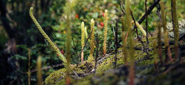 Grünes Moos, das auf Felsen in der Nähe wächst Selektiver Fokus des abstrakten Pflanzenhintergrunds