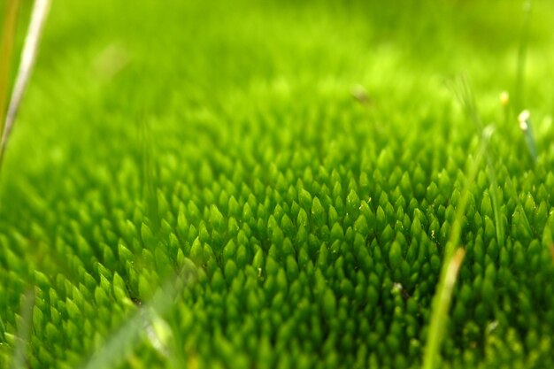 Grünes Moos im schlammigen Feld Hintergrund