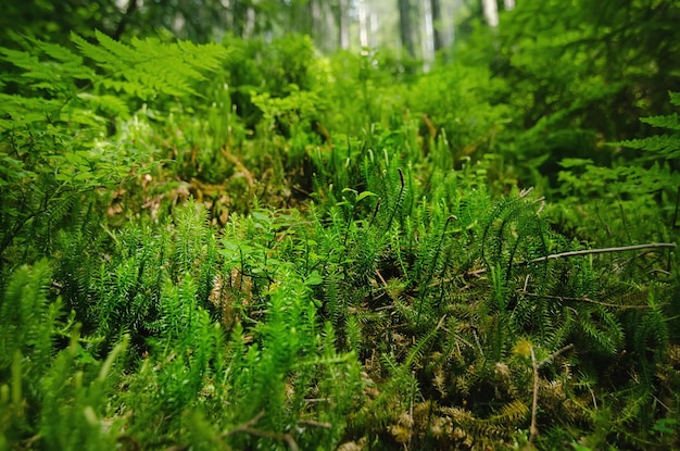 Grünes Moos im Sommerwald, Nahaufnahme, natürlicher Hintergrund