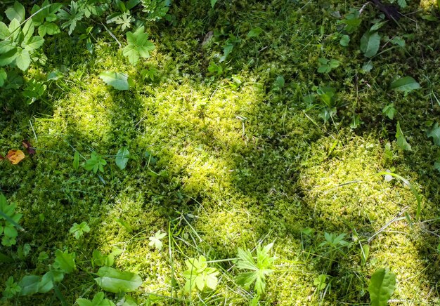 Grünes Moos im Wald am sonnigen Sommertag.