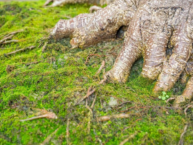 Grünes Moos in der Nähe der Wurzel eines großen Baums im Garten