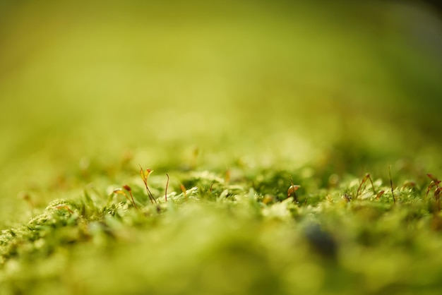 Grünes Moos Makro natürlicher Hintergrund mit Knospen im Frühlingswald saisonales neues Leben Öko-Konzept