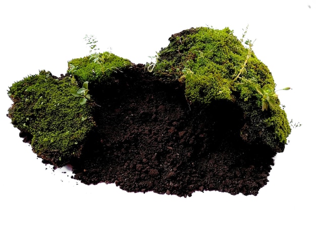 Grünes Moos mit Schmutz oder Erde isoliert auf weißem Hintergrund