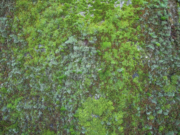 Grünes Moos Textur Hintergrund