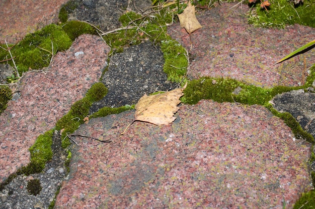 Grünes Moos und gelbes Blatt auf alten Steinen in der Nähe