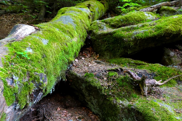 Grünes Moos wächst auf Felsen und Bäumen