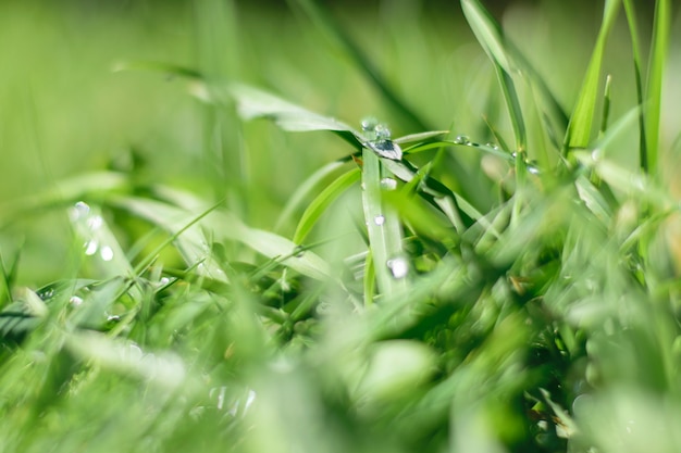 Grünes Morgengras mit Tau, Weichzeichnung.