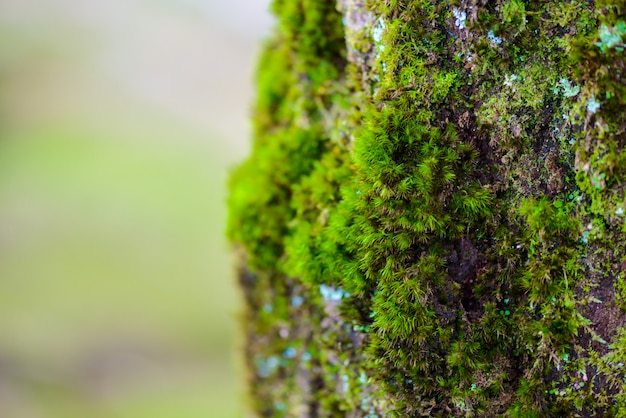 Grünes MOS auf dem Baum